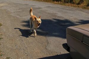 why dogs chase moving car