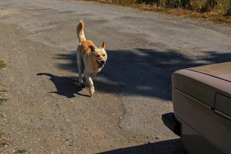 Why Dogs Run Behind Your Car: What It Really Means