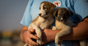pet adoption India, stray dogs in India, adopt a dog India