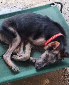 Once a Status Symbol, Now a Stray: Shiva’s Journey Back to Health