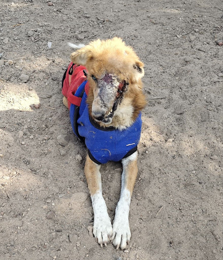 The Half-Faced Survivor