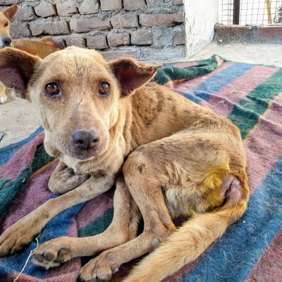 210801203827-restricted-04-india-dogs-adoption-united-states-hnk-dst-intl