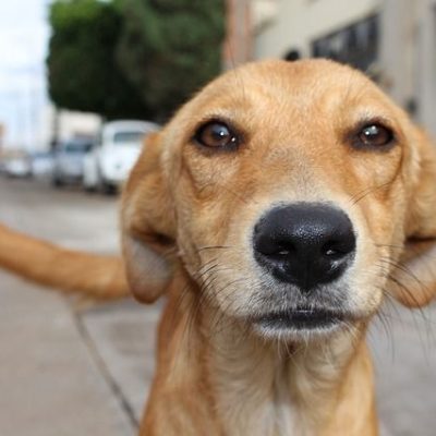 8 Dog Body Language Signals That Are Often Misinterpreted